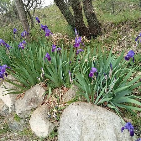维泰博La Staccionata Bianca住宿加早餐旅馆 外观 照片